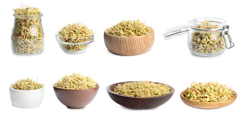 Set of sprouted green buckwheat on white background. Banner design