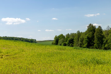 Fototapeta premium An agricultural field where green cereals grow