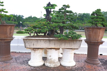 bonsai with branches and stems in a plant pot sky backdrop.