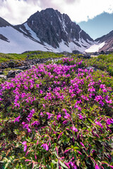 Obraz premium Incredible bright pink & purple wild flower scenes in northern Canada. 