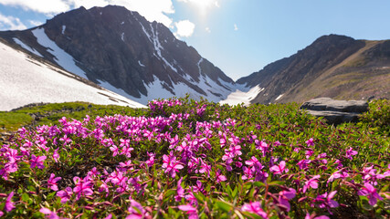 Obraz premium Panoramic mountain summertime views in Yukon Territory near Alaska, USA. 
