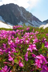 Close up of wild Fireweed flowers with bright pink, purple flora and snow capped mountains. 