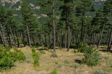 Obraz premium Landscape of pines in a mountain of Lerida
