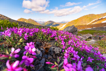 Beautiful summertime views in arctic area of northern Canada with bright pink, purple flowers. 