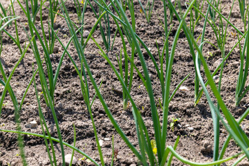 Growing green onions in the field