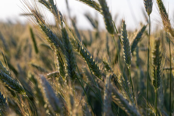 An agricultural field where ripening cereals grow