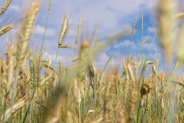 Agricultural wheat field with unripe wheat