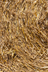 twisted straw stacks after harvest