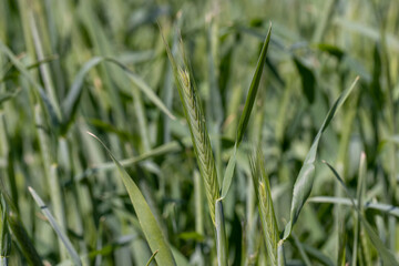 An agricultural field where green cereals grow