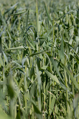 Obraz premium An agricultural field where green cereals grow