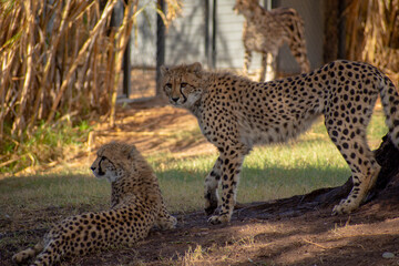 2 cheetah on the ground