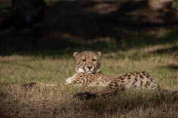 Cheetah laying on the grass