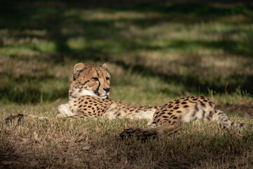 cheetah laying in the grass