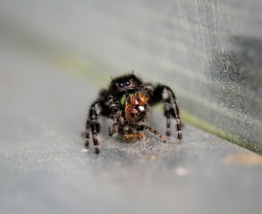 Bold jumping spider