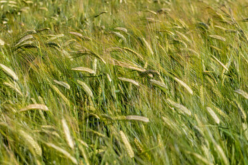 An agricultural field where cereals are grown to harvest grain