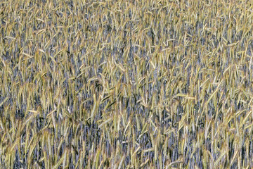 An agricultural field where ripening cereals grow