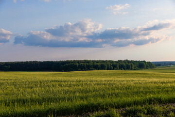 Agricultural wheat field with unripe wheat