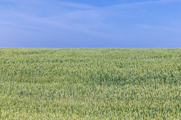 A field with unripe wheat in the summer season