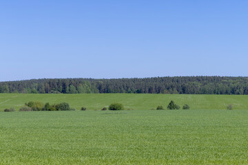 Fototapeta premium An agricultural field where green cereals grow