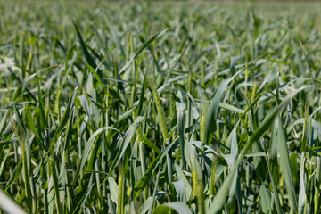 Obraz premium An agricultural field where green cereals grow