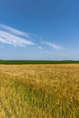 ripe wheat harvest in summer