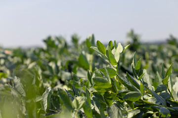 Green beans in sunny windy weather