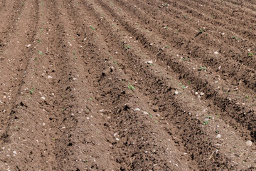 A field with furrows in which potatoes grow