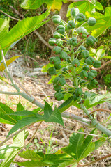 Oilnuts Growing On Tree