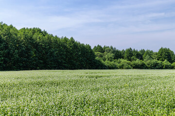 Agricultural field where buckwheat blooms