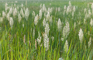 green grass in a field in the summer, a field with
