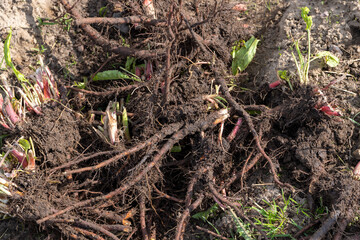 Uprooted weeds in the field, close up