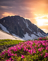 Stunning scenery in Yukon Territory with pastel sunset. Pink dwarf fireweed flowers seen in foreground. 