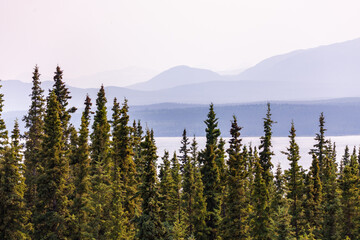 Spruce trees seen in northern Canada during summer time with mountains in distant background. 