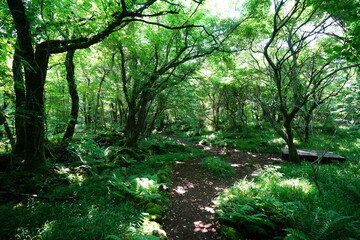 bench in deep forest