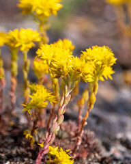 Yellow succulent plant seen in northern Yukon Territory during summer. 