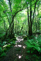 fine pathway through sunny spring forest