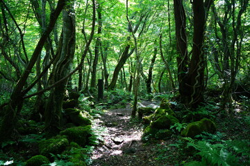 fine pathway through sunny spring forest