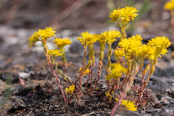 Yellow succulent plant seen in northern Yukon Territory during summer. 