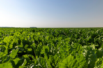 The green foliage of sweet sugar beet