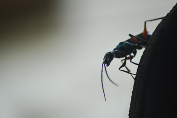 Image of Jewel Wasp (Tawon Permata) or Emerald cockroach wasp (Ampulex compressa) on the ground....