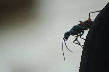 Image of Jewel Wasp (Tawon Permata) or Emerald cockroach wasp (Ampulex compressa) on the ground. Insect. Animal.