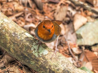 木陰で周囲を警戒しながらくつろぐコマドリ成鳥 オス