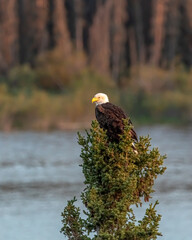 Stunning wild bald eagle seen perched on a spruce tree in Canada. 