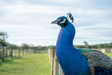Fototapeta premium Portrait of Peacock on Fence