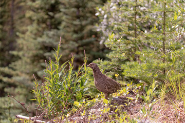 Wild brown ptarmigan seen in natural outdoor environment. 