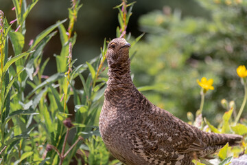 Wild brown ptarmigan seen in natural outdoor environment. 