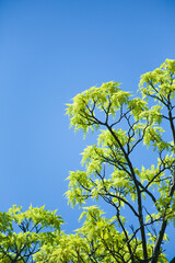 もみじの若葉と青空	