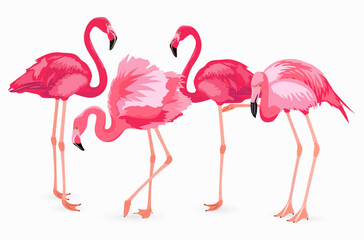 Cute Pink Flamingo collection on white background.
