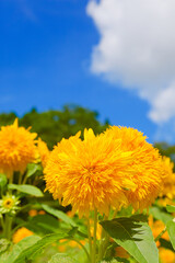 八重のひまわりと青空	