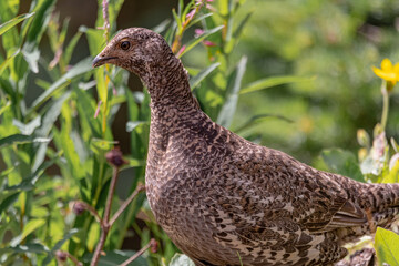Wild brown ptarmigan seen in natural outdoor environment. 